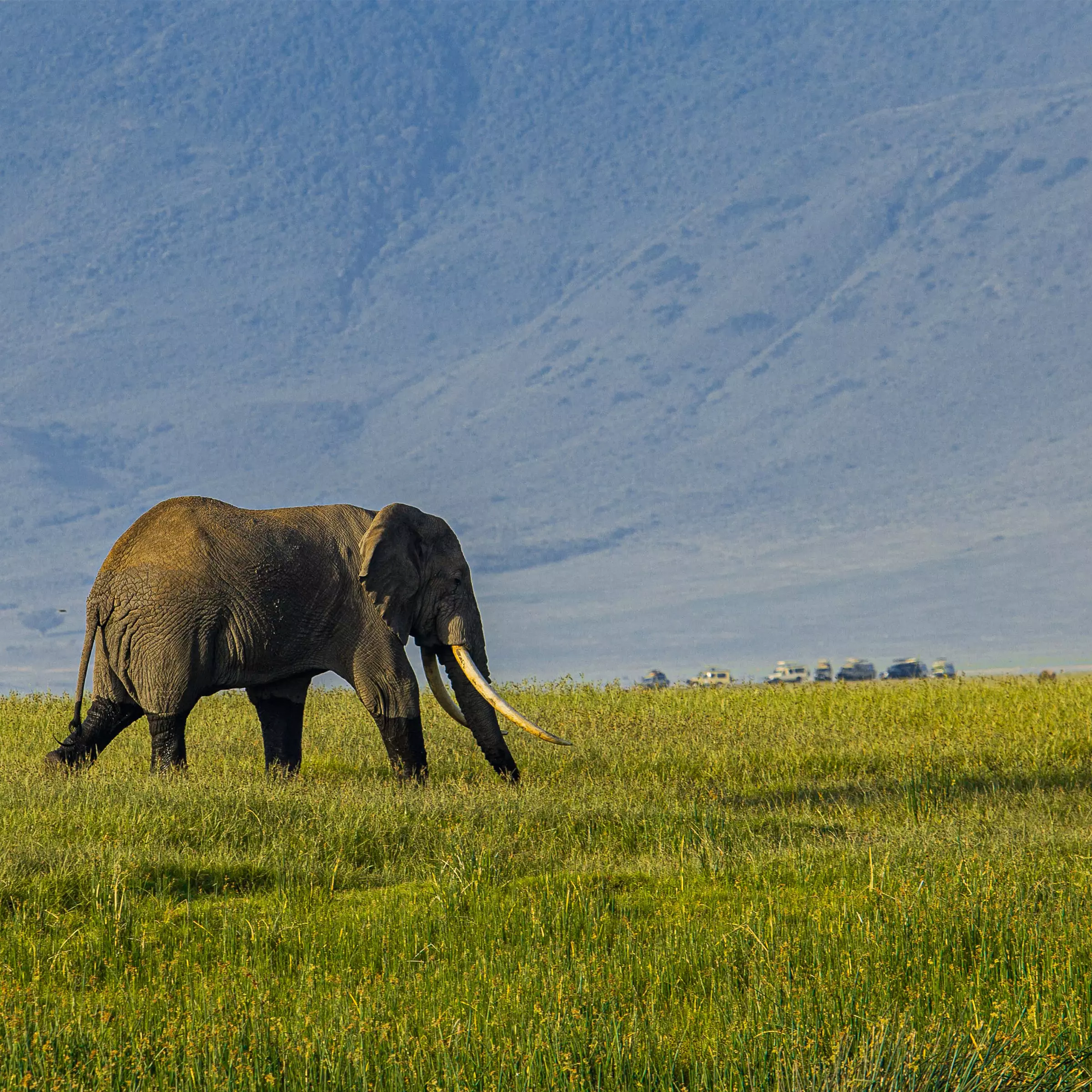 safari-tanzania-4
